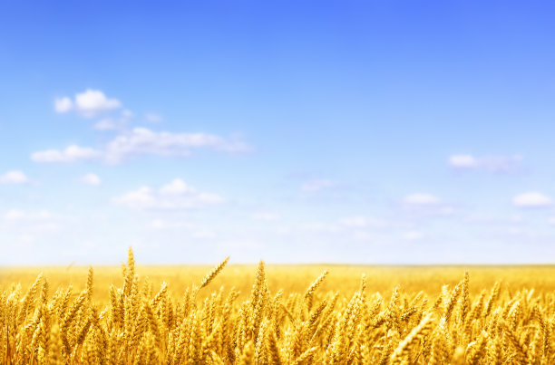 field