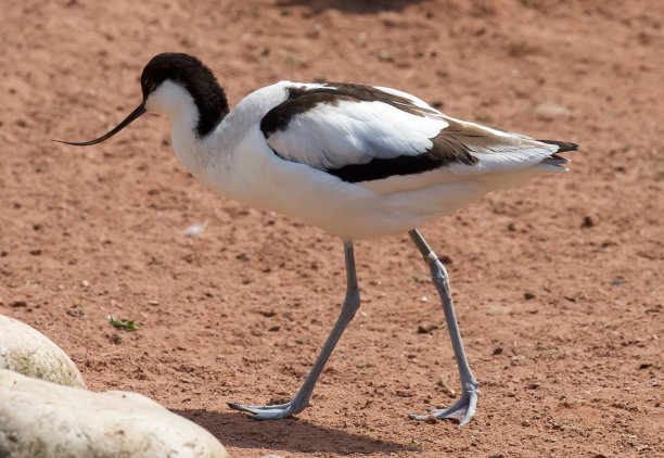 avocet