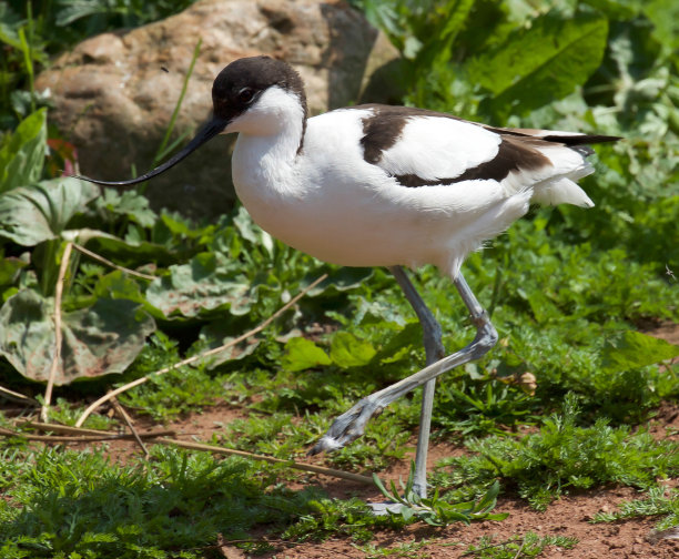 avocet