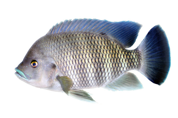 tilapia
