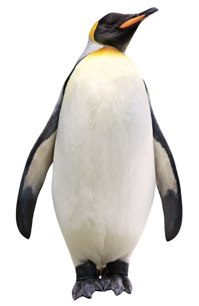 pygoscelis