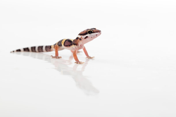 phelsuma