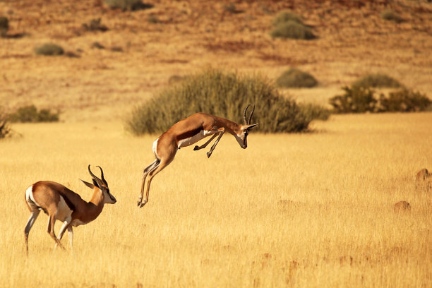 antelope