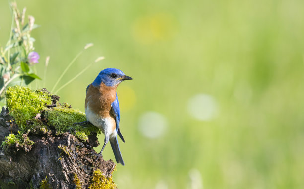 avian