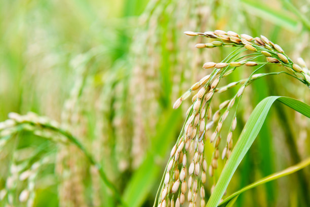 农作物稻田稻穗