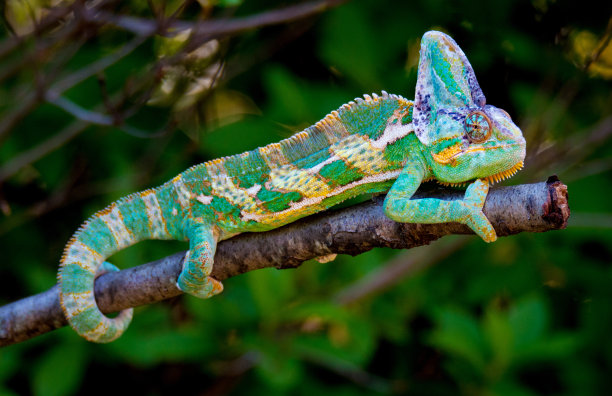 chamaeleon
