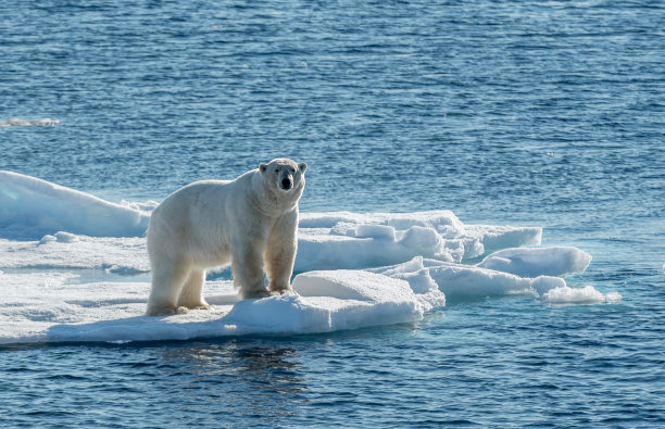 arctic