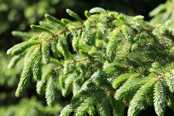 spruce