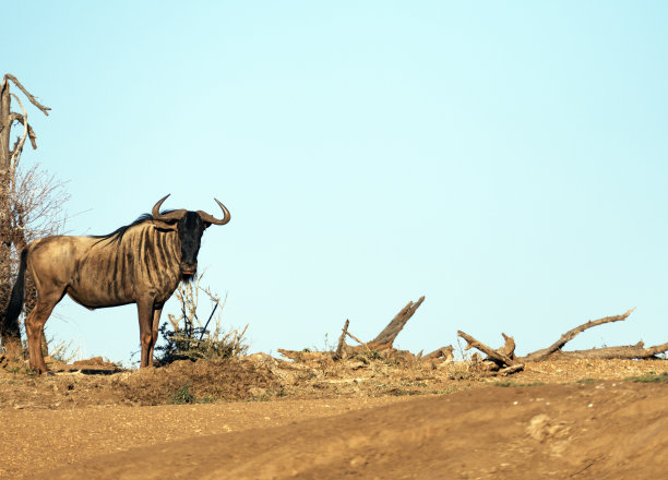 wildebeest