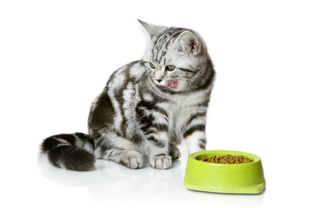 eat