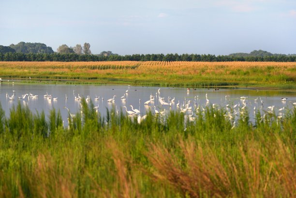 wetland