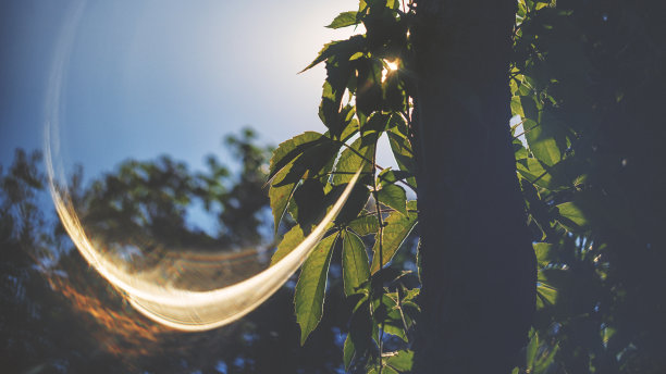 夕阳下的爬山虎