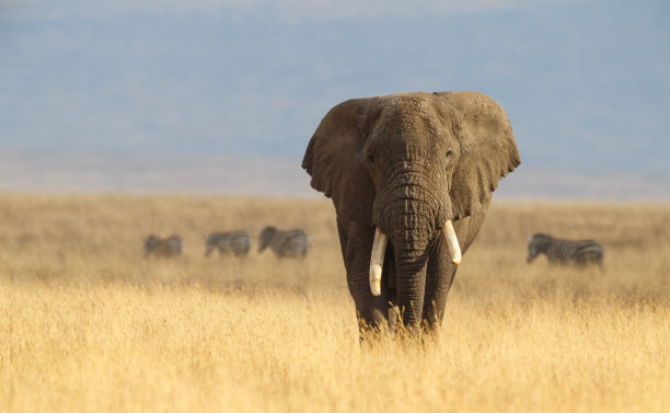 elephant