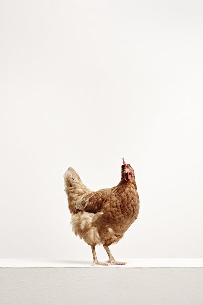 hen