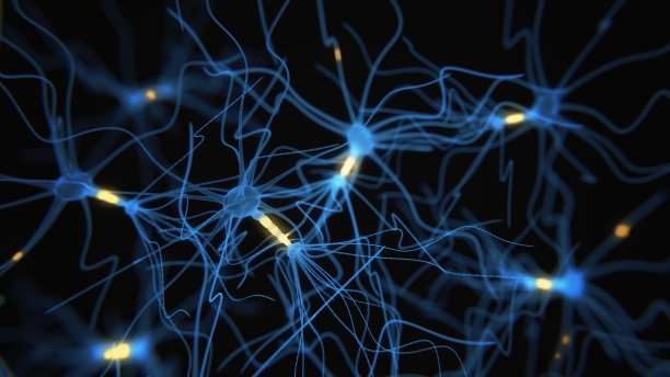 brain