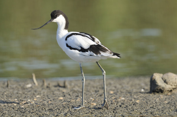 avocet