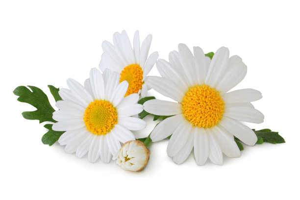 daisy
