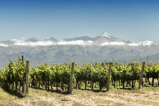 vineyard
