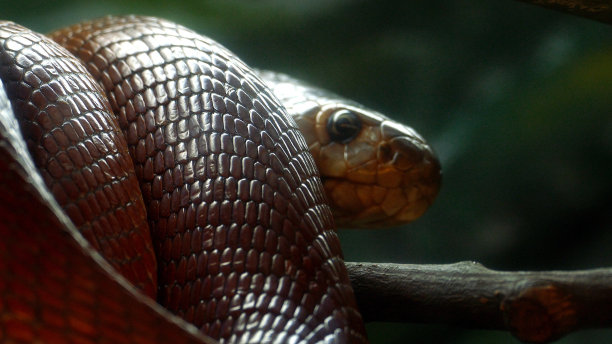 cobra