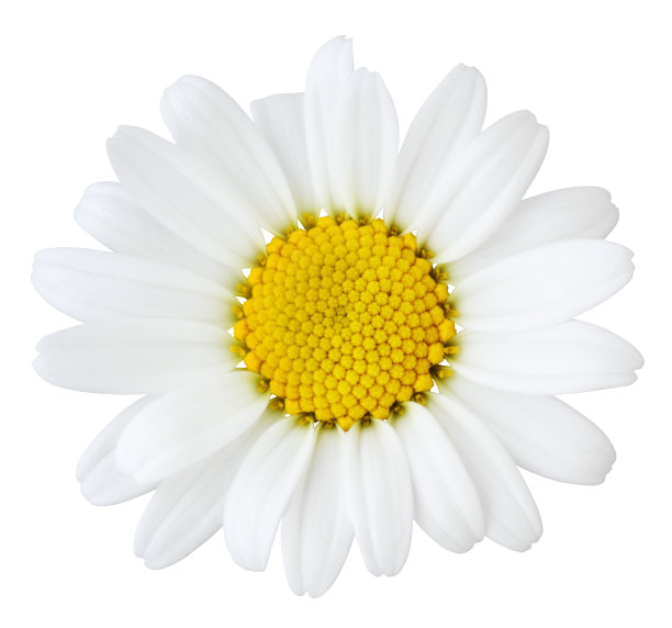 camomiles