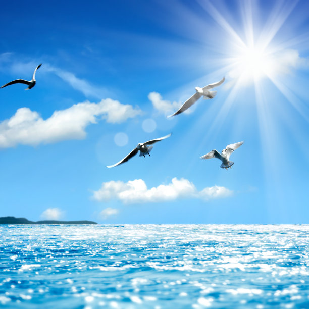 seagull