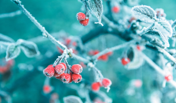 berry