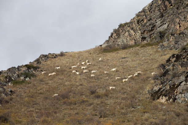 新疆羊