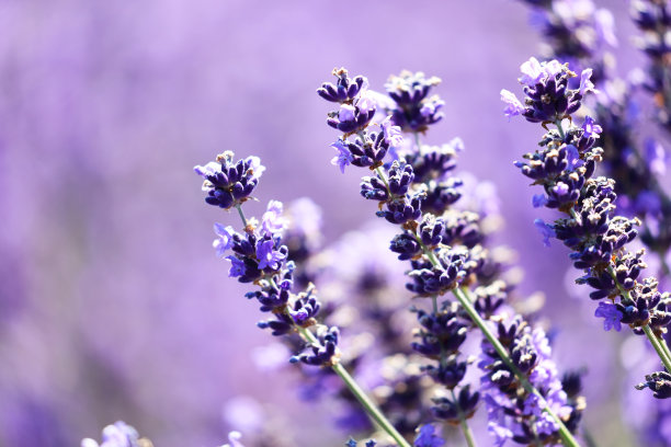 provence