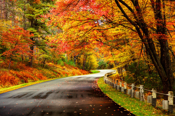 道路秋天的树叶
