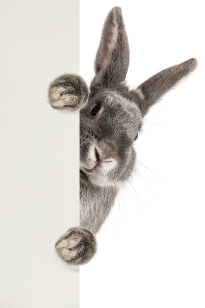 rabbit