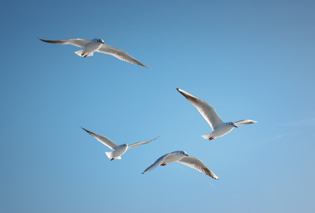 seagull