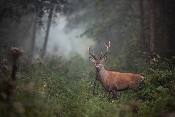 wildlife