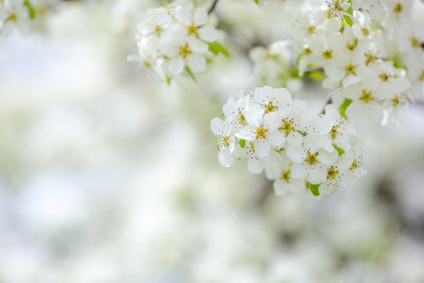 晨光中的桃花