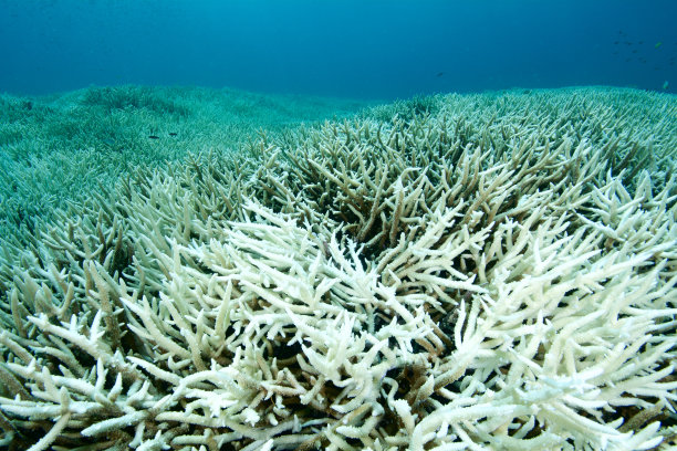 corals