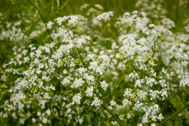 achillea