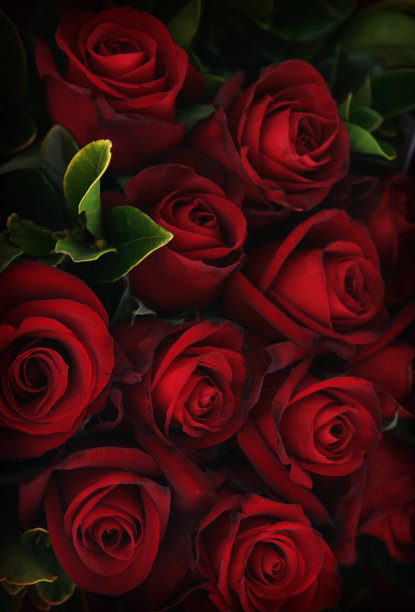 roses