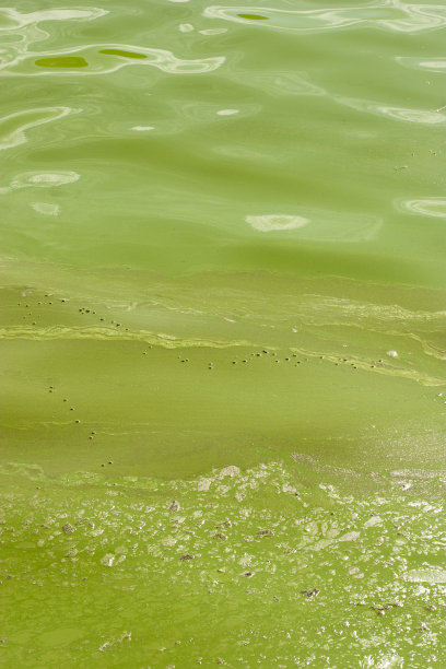 微囊藻