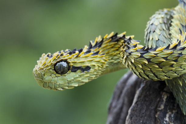 snake