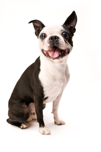 doggy