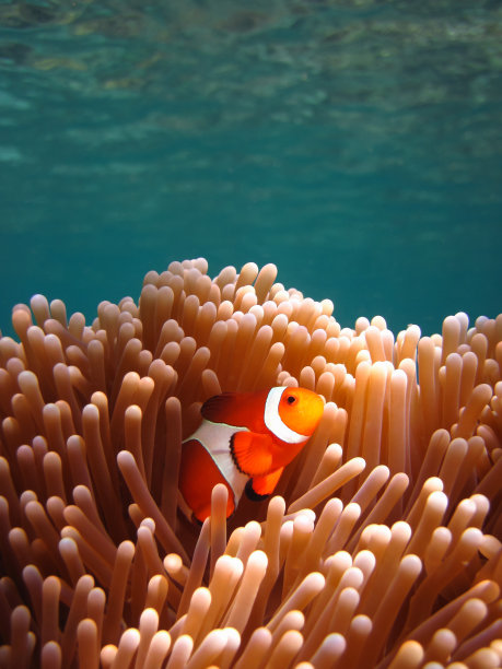 corals