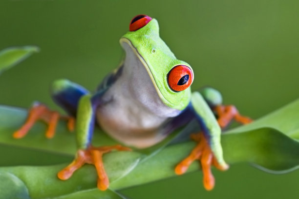 frog