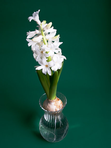 hyacinth