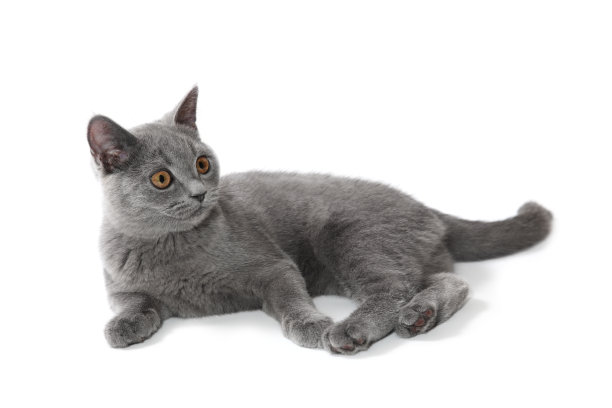 萌猫
