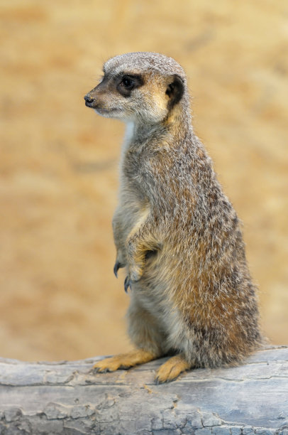 meerkat