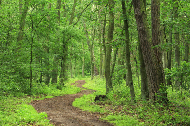 pathway