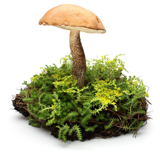 toadstool