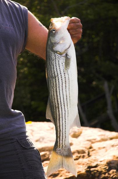 rockfish