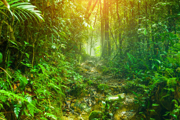山林绿植背景热带雨林