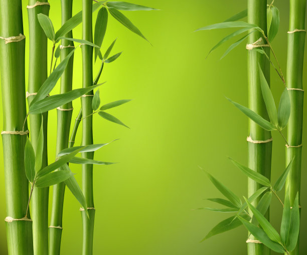 bamboo