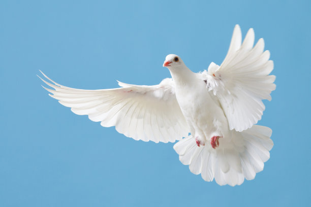 pigeon